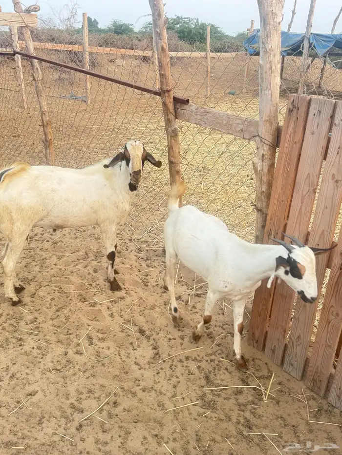 تيس جدعي طيب صوره ثانيه لي معه اخته توم ولايسة لابيع 10