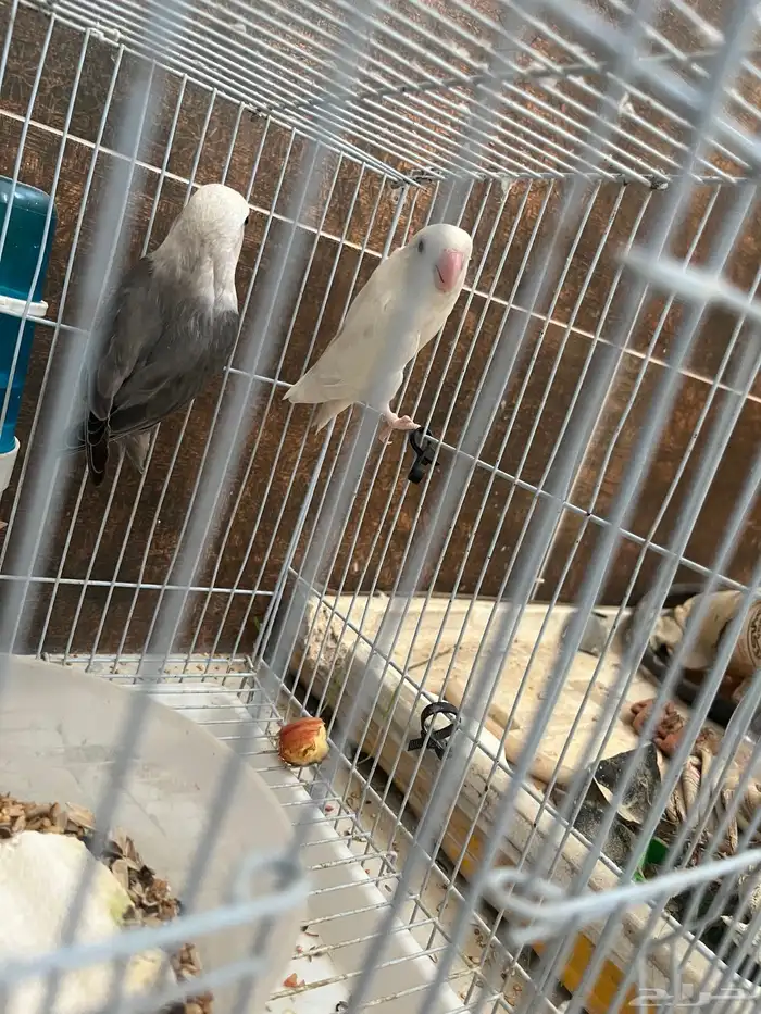 زوج روز منتج شي فاخر للي بيجهز للموسم 2