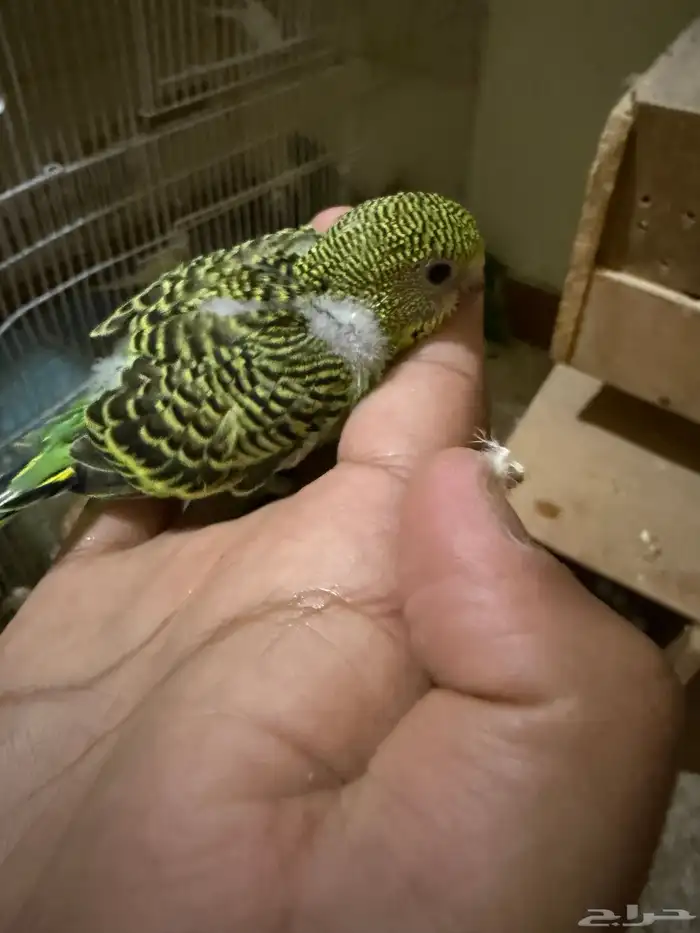 للتبني بادجي تم التبني خلاص راااح 3