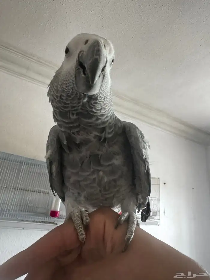 ترويض و فندقة ببغاوات خبرة 11 سنة 20