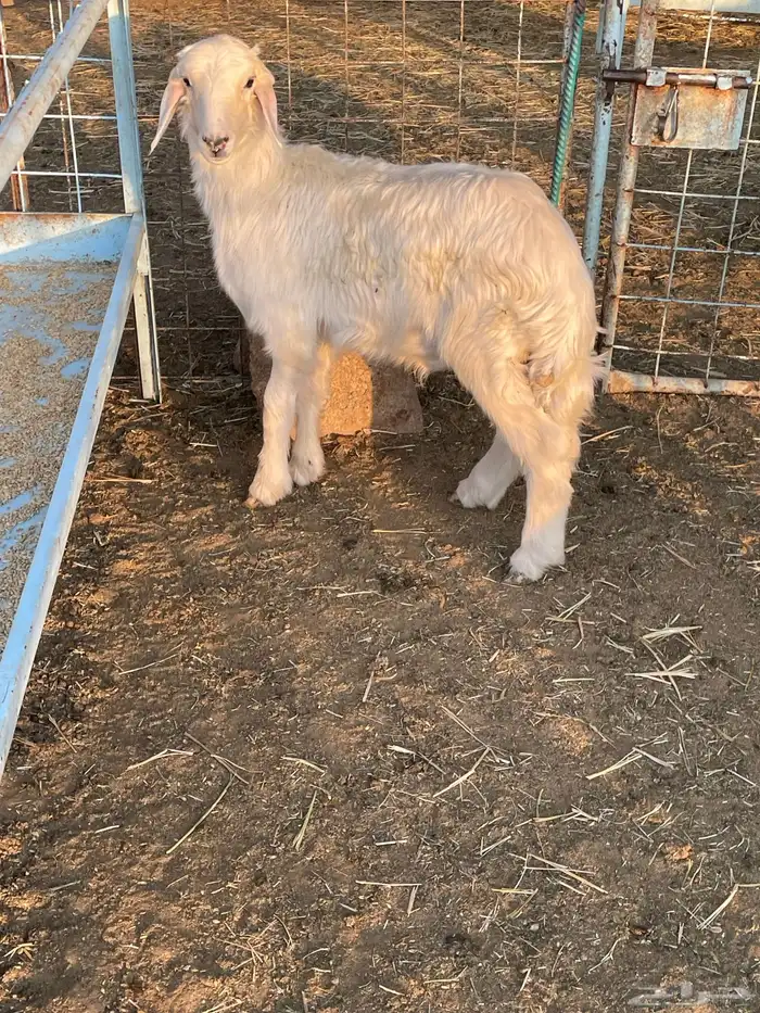 بهم حري وتيوس 6