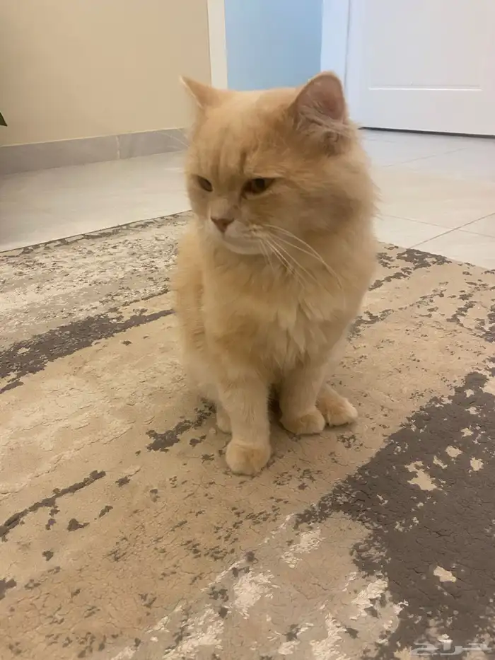 قط ذكر معقم 3