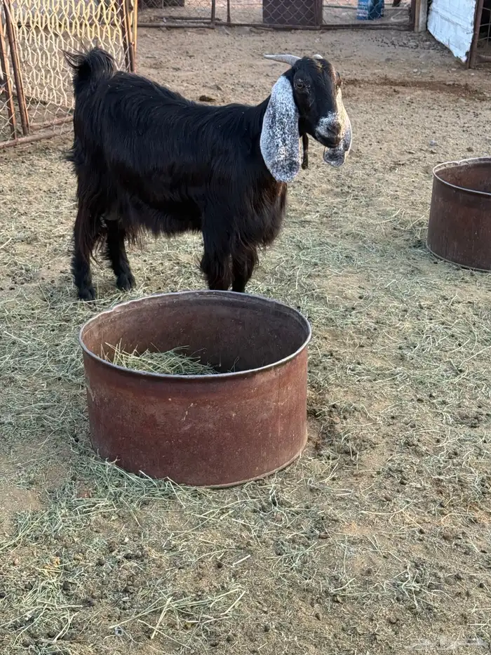 للبيع عنز والد رباع 5