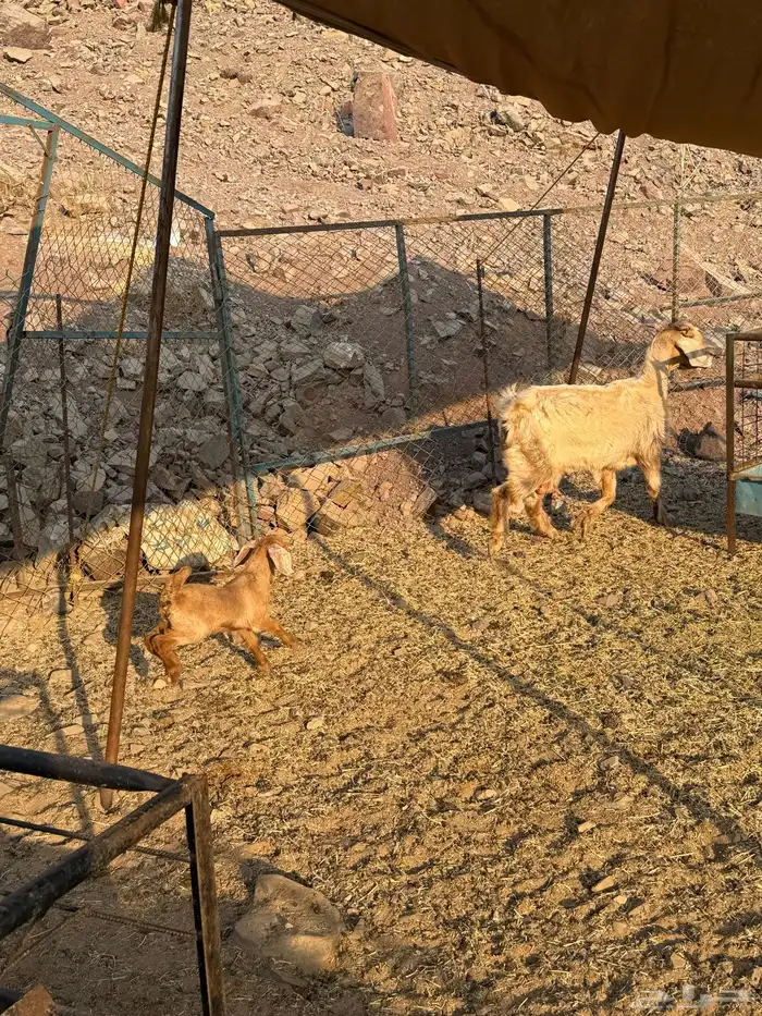 عنز يتبعها رخل 1