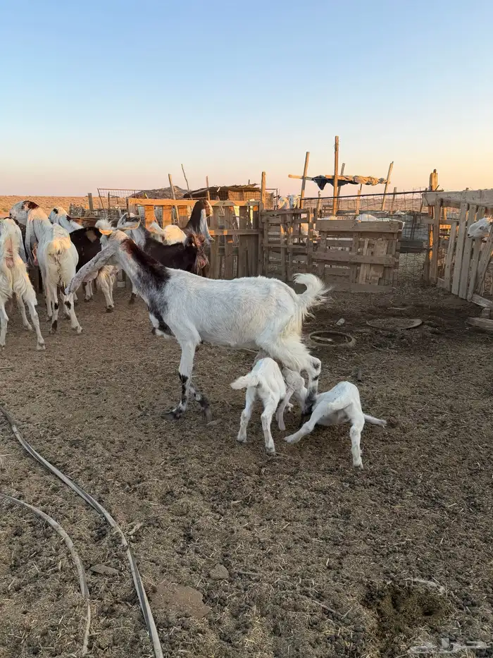 معزاء هولنديات 28