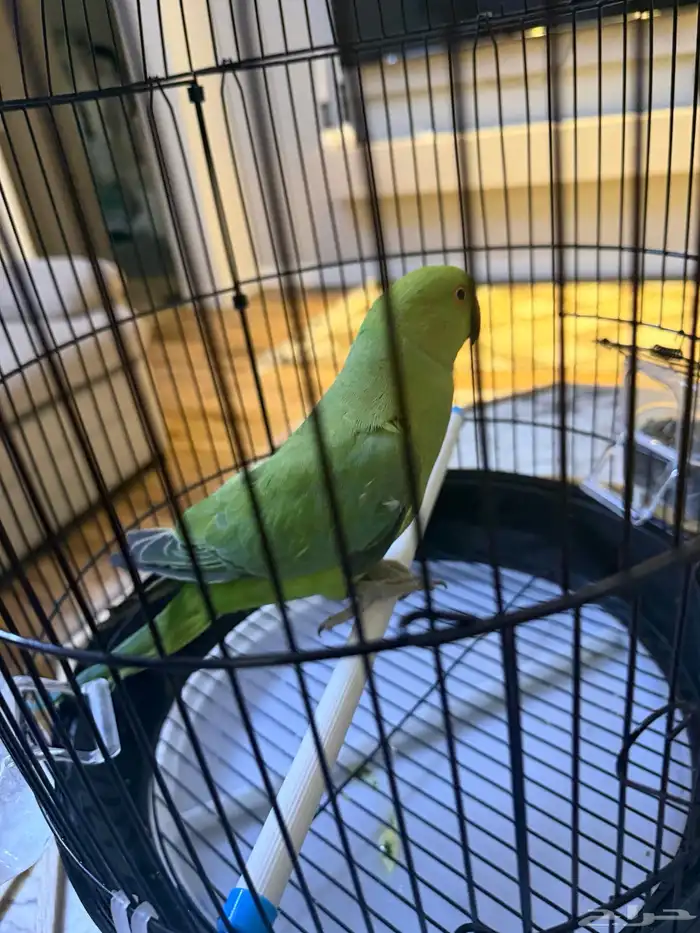 طير دره نظيف وصحته ممتازة للبيع 3