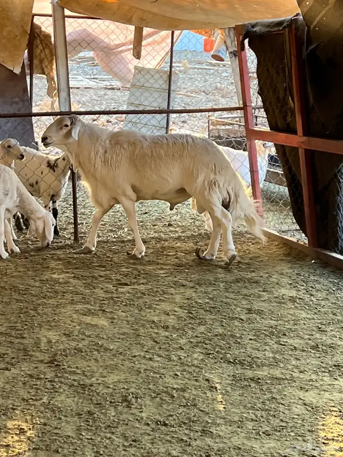 فحل جامع شبب 5