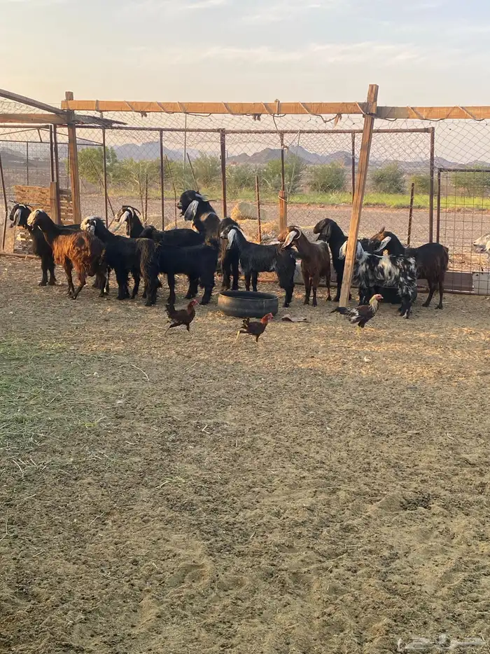 معزا هجين بفحلها 0