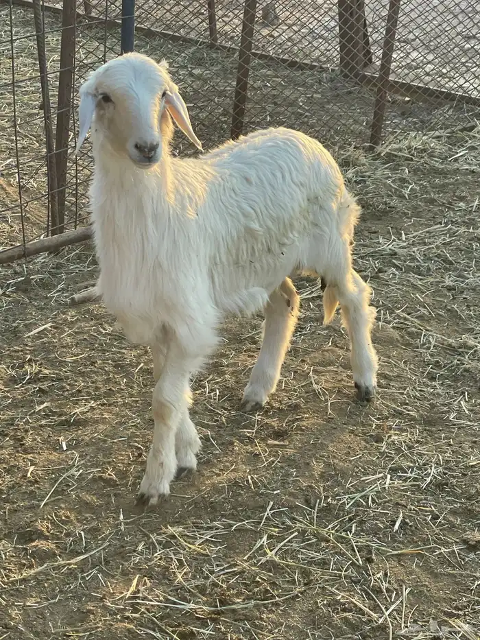 بهم حري وتيوس 3