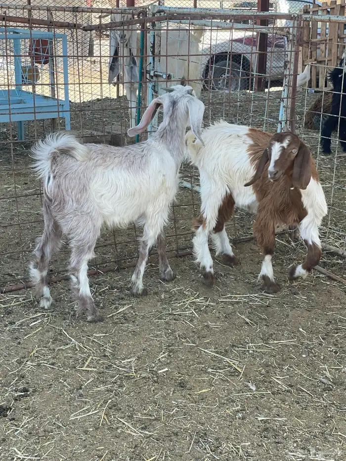 بهم حري وتيوس 20