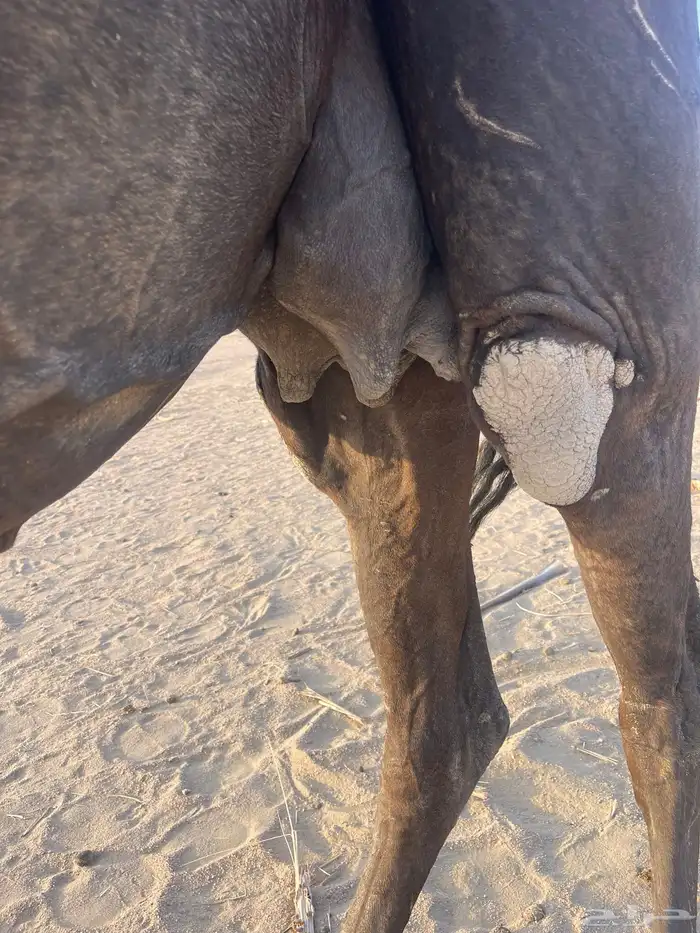 القحات تنتج 4