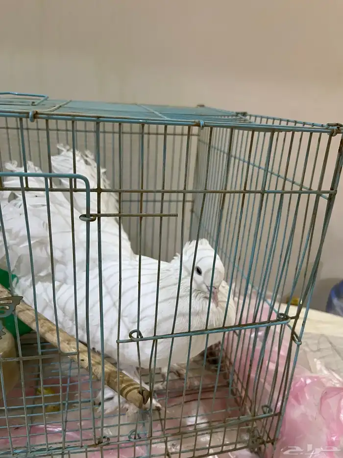 الحمام الراقص 1