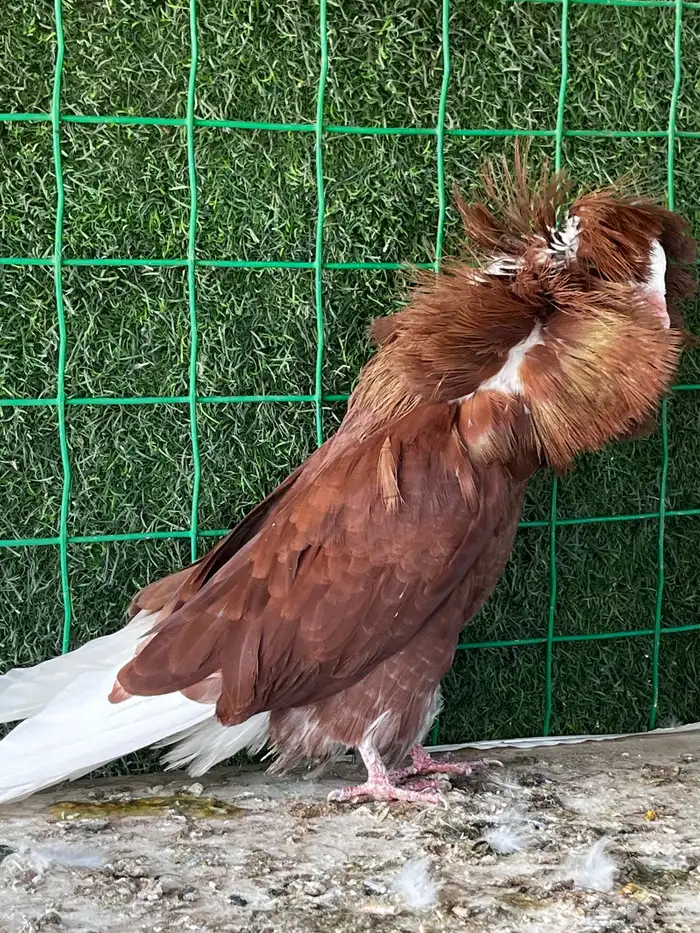 ذكور جكوبين 0