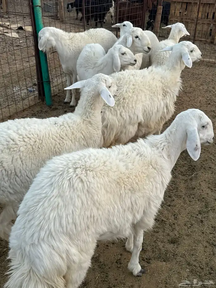 رخال جذعات للبيع 4