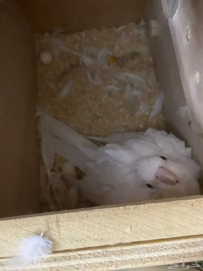 عاجل جوز كروان 2