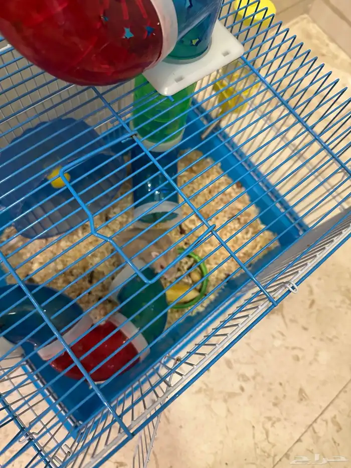 زوج همستر روسي منتج 5