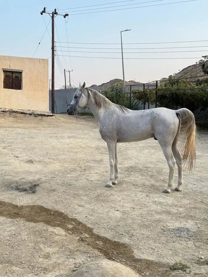 حصان البيع 4