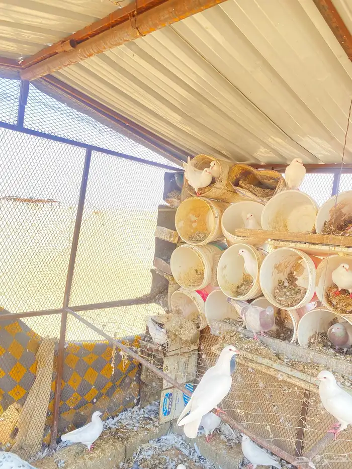 حمام فرنسي 3