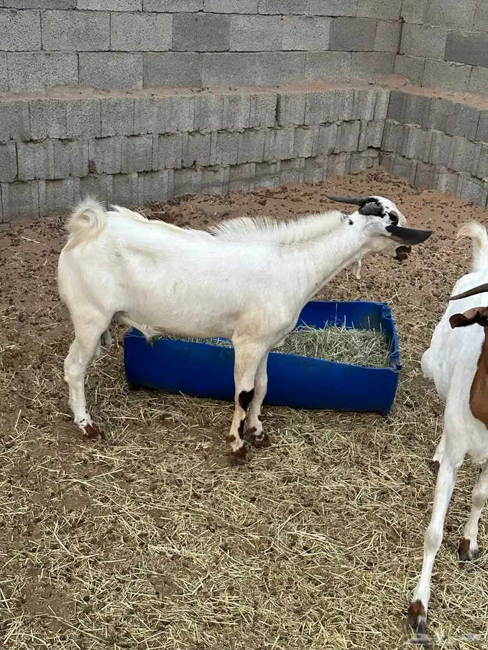 للبيع تيس فحل بيشي للتواصل واتس 3