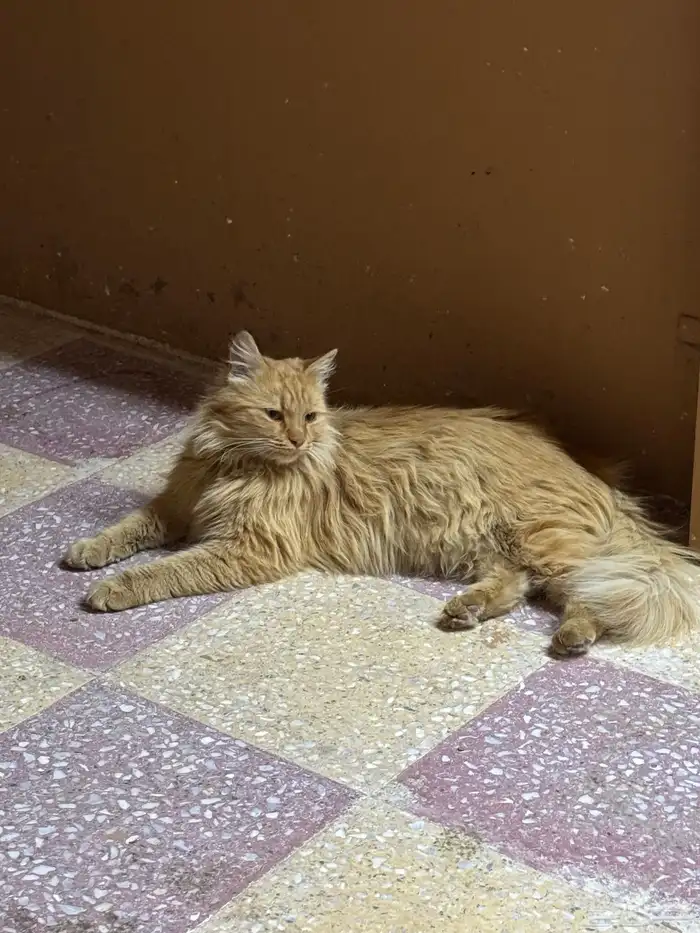 قطه لتبني شيرازي 0