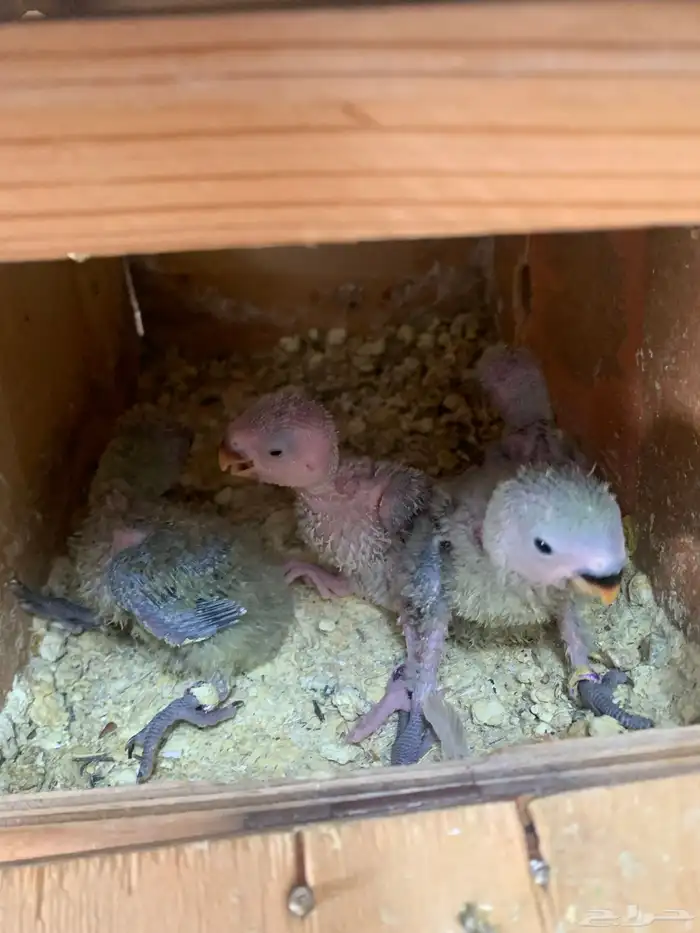 فروخ روز ( تم البيع ) 3