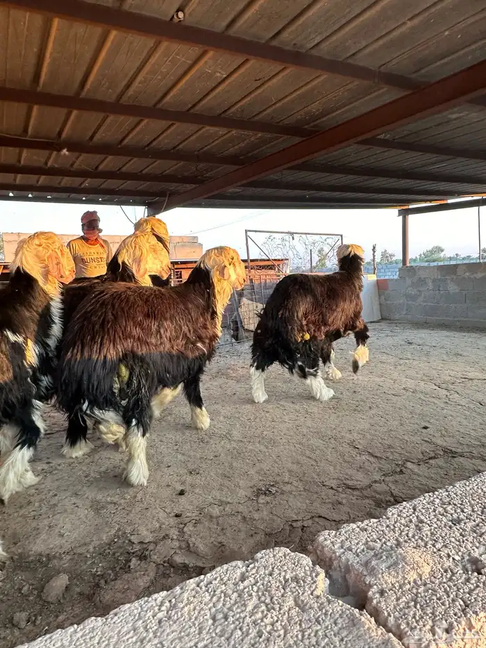 طليان نجد طيبة 5