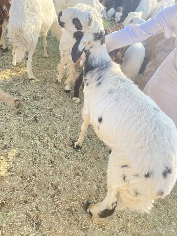 غنم للبيع جملة ضأن وماعز بيشة 12