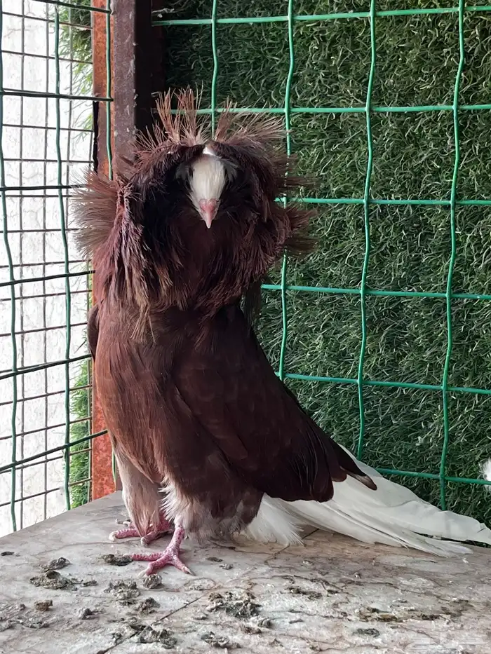 ذكور جكوبين 1