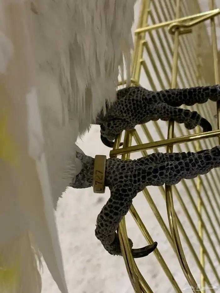 ببغاء كيكاتو امبريلا 4