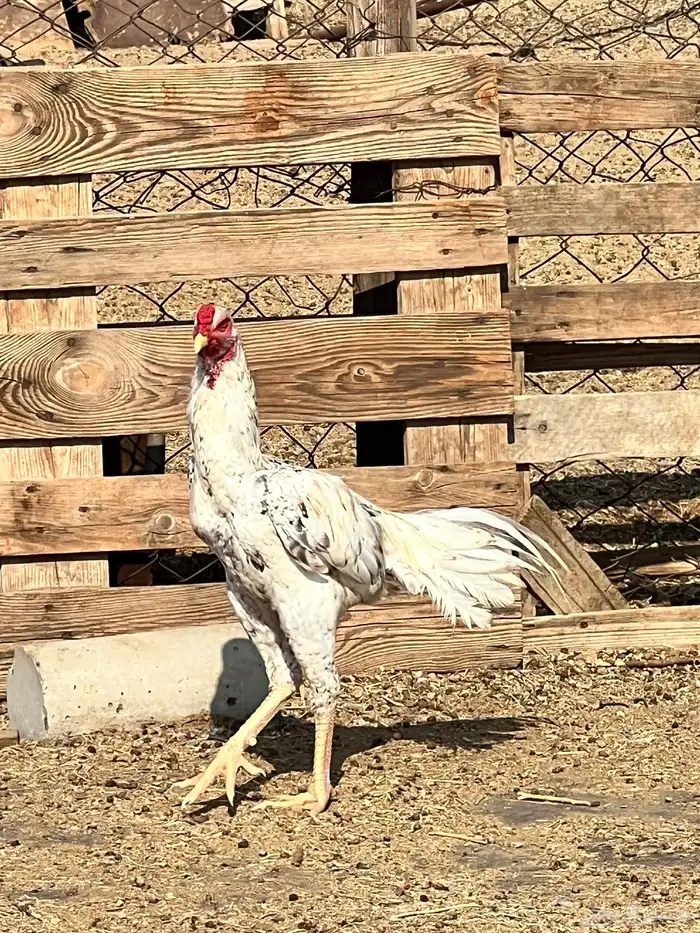 دجاج باكستناني 7