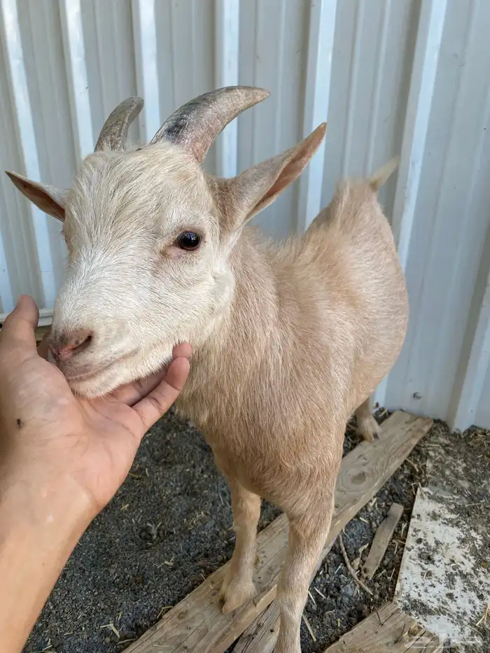 للبيع تيس قزمي 5