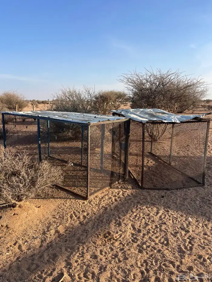 شبوك صندقة قفص دجاج للبيع 1