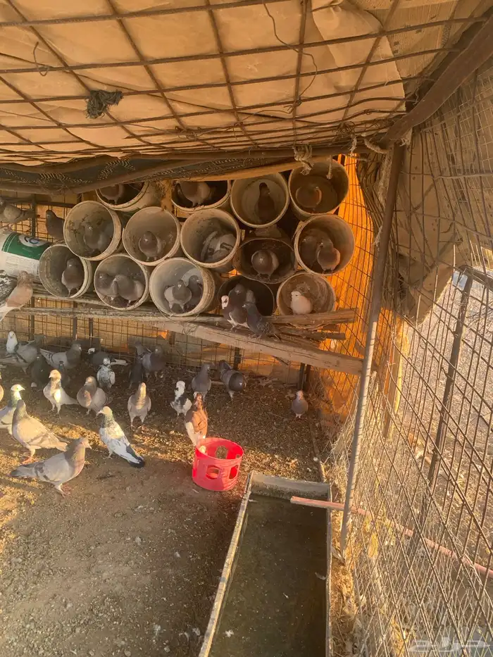 البيع حمام سلفر سوبر جانبو 1