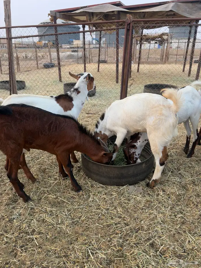 تيوس تربيه 1