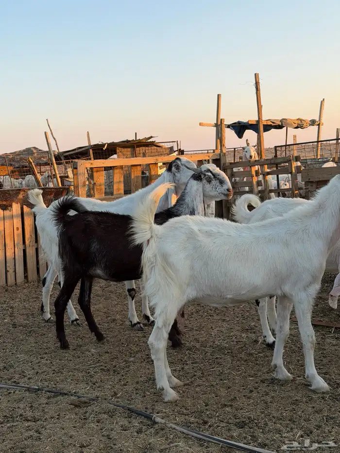 معزاء هولنديات 51