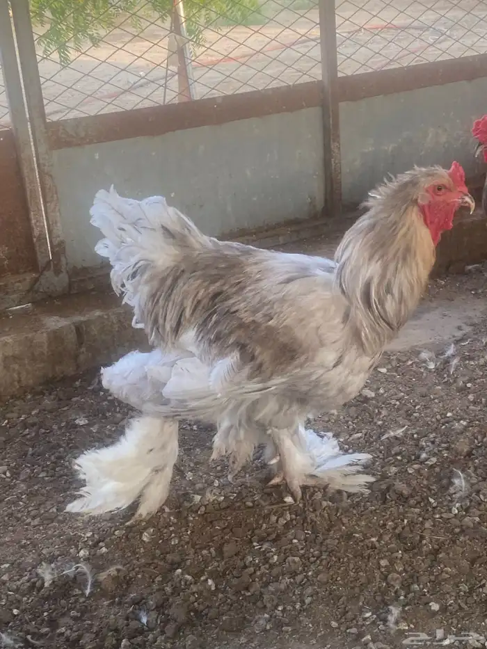 ديوك للبيع 1