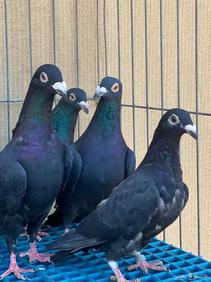 زاجل ابيض واسود 14