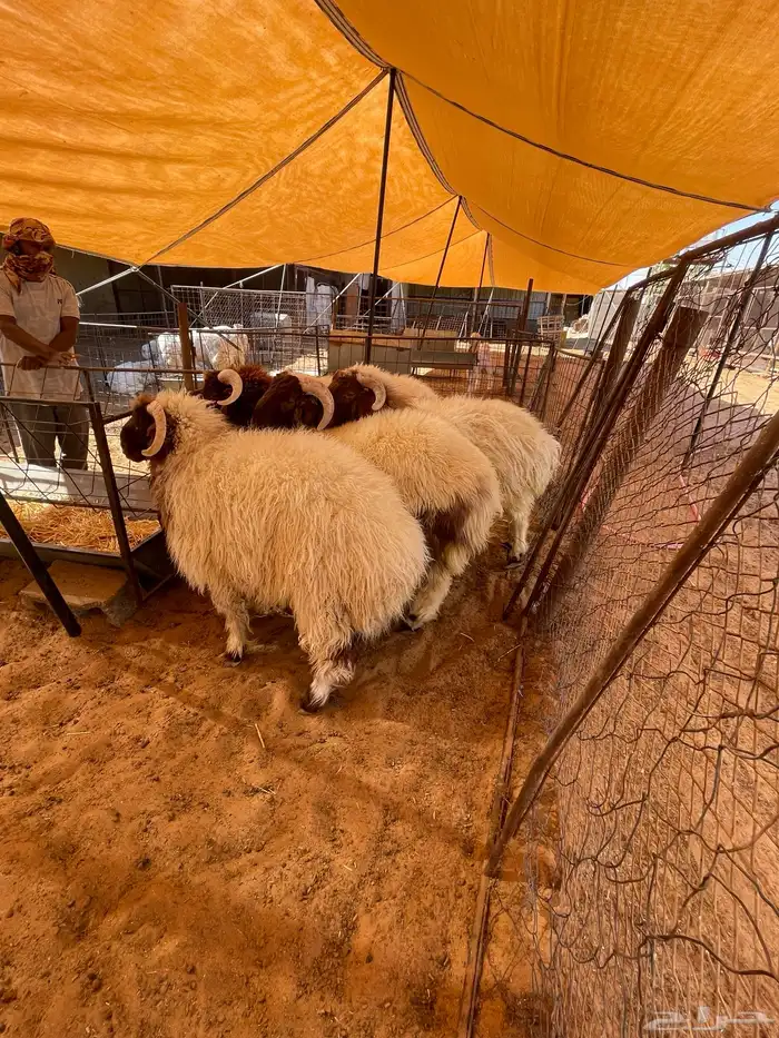 طليان نعيم جبر وسمين 6