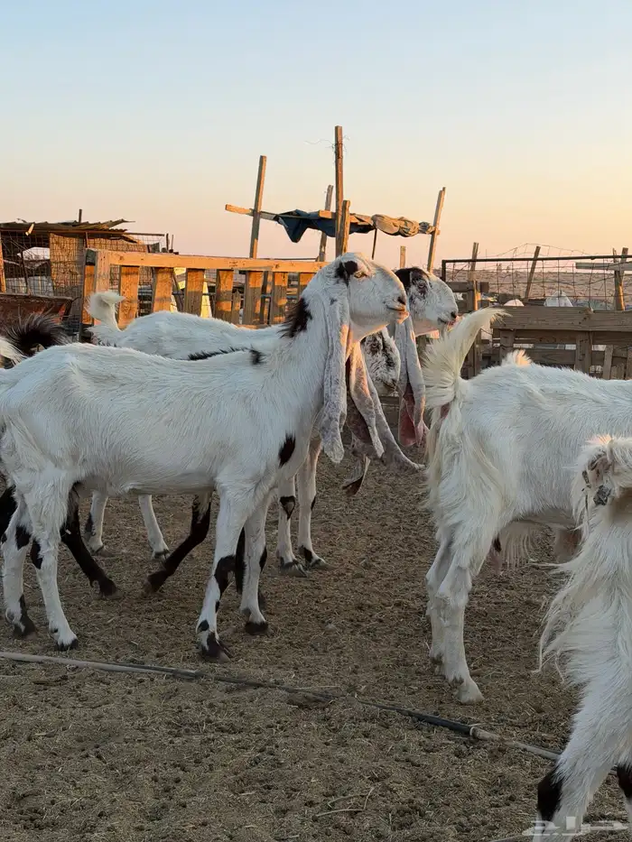 معزاء هولنديات 45