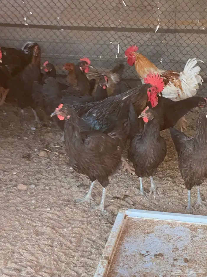 دجاج تركي مكس لوهمن اسود 0