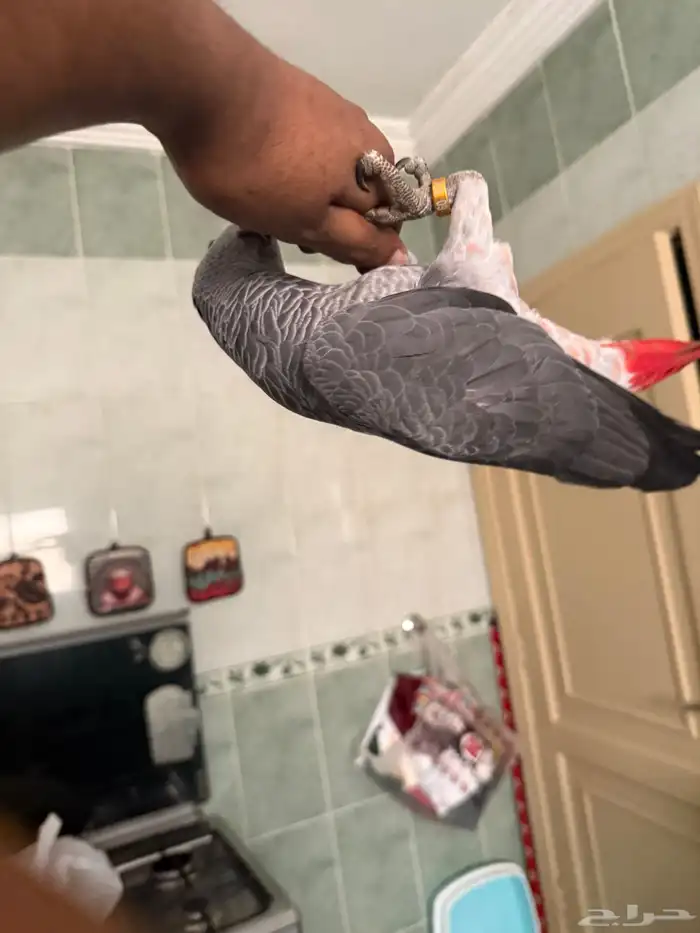 فرخ كاسكو سوبر سوبر جامبو تم البيع 4