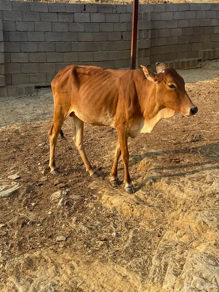 بقره سنها جذعه 0