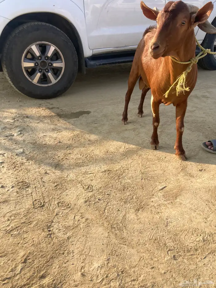 تيس فحل حار 3