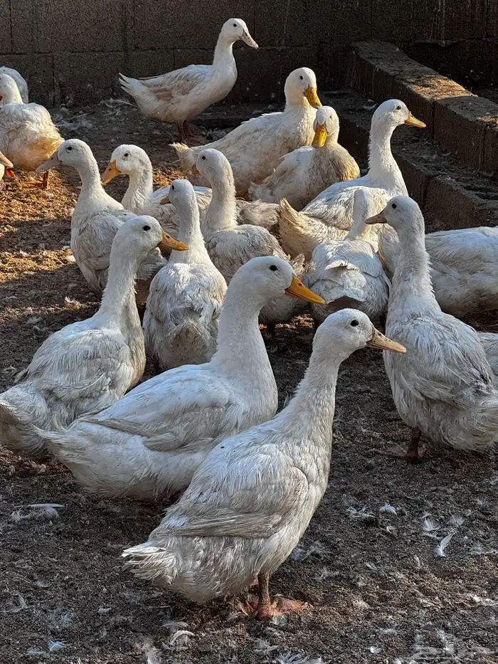 للبيع بكيني بياض 1