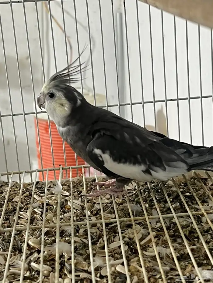 ذكر كروان كريمي فيس 4