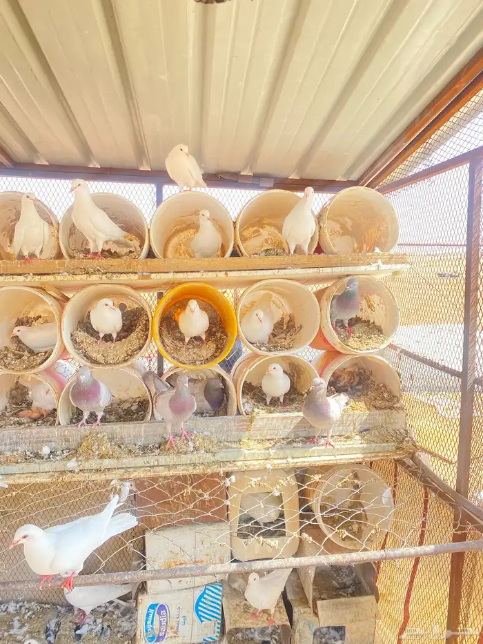 حمام فرنسي 0