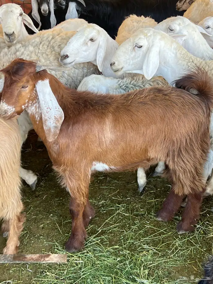 جذع عارضي مشروع فحل 1