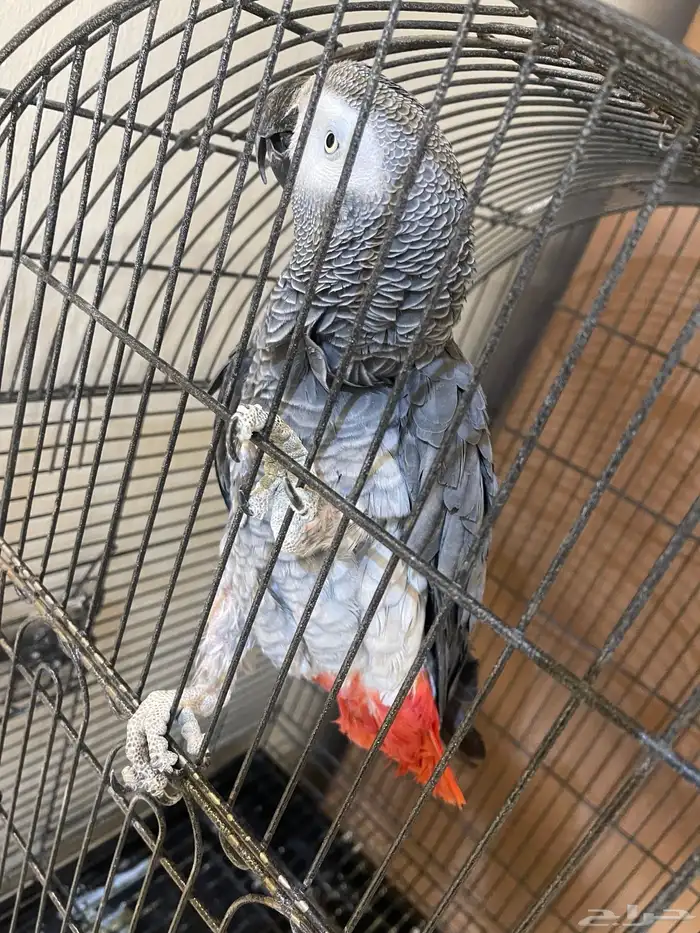 كاسكو للبيع ب4000 وقابل التفاوض - اليف ويتكلم 1