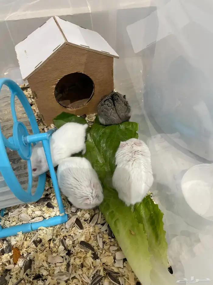 هامستر روسي ذكور اليفه 2