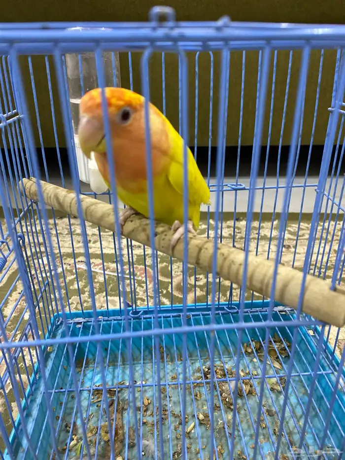 أنثى روز لاتينو منتجة طفرة 0